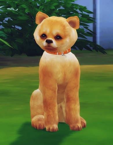 Dog Sims 4 Updates Best Ts4 Cc Downloads