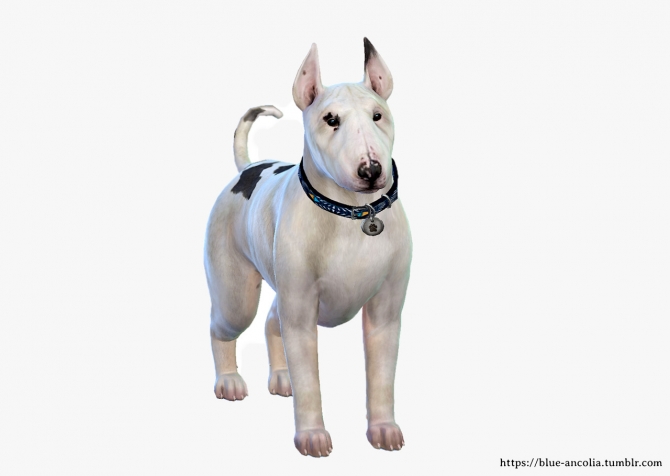 Bullterrier Makeover At Blue Ancolia Sims 4 Updates