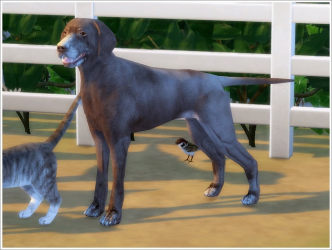 Animals converted part I at Sims by Severinka » Sims 4 Updates