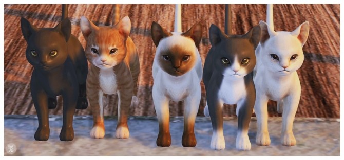 Sims 4 Kitty deco at Black le
