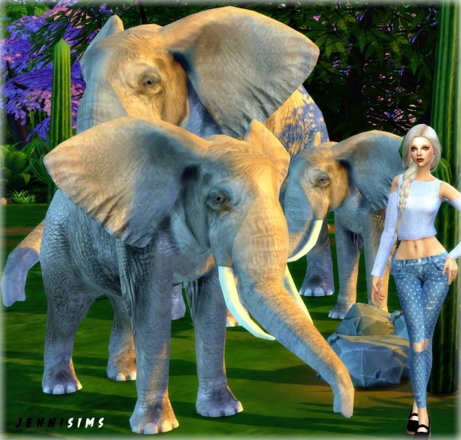 Sims 4 Pets sets Decoration (Elephant, Cats, Poodles) at Jenni Sims