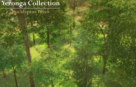 Eucalyptus Trees (Yeronga Collection) by Beefysim1 at Mod The Sims