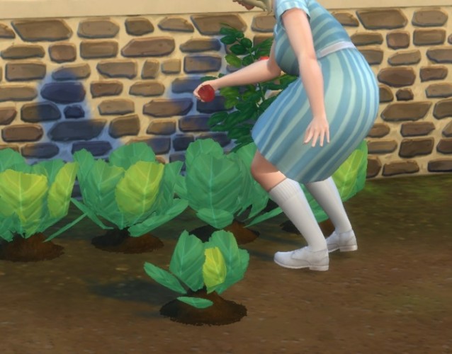 Harvestable Lettuce By Plasticbox At Mod The Sims Sims 4 Updates
