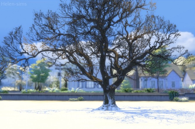Sims 4 Oak tree at Helen Sims