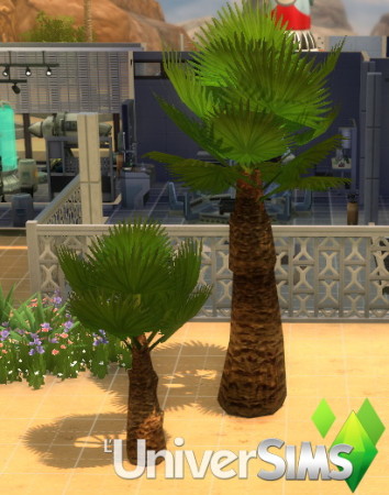 Royal and Majestic palm by Tigerone35 at L’UniverSims