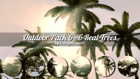 Outdoor Pack 6 Real Trees at ConceptDesign97