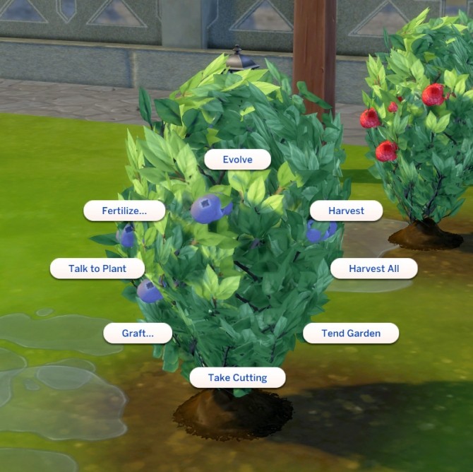 Sims 4 Harvestable Blueberry Plant by icemunmun at Mod The Sims