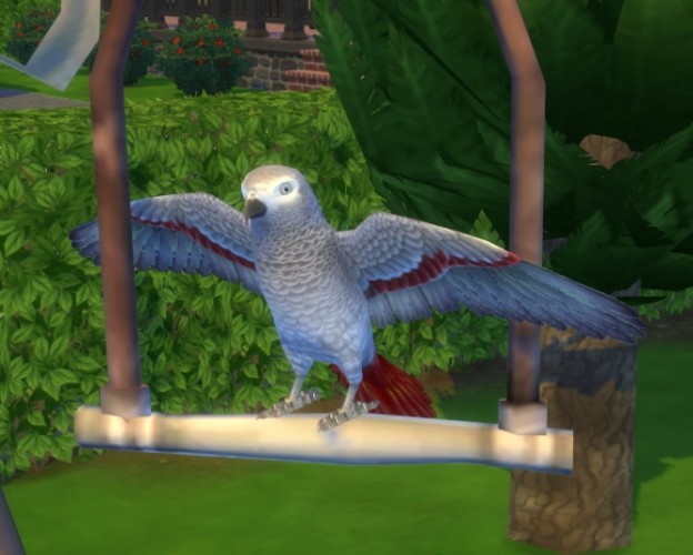 CS Tropical Bird by BigUglyHag at » Sims 4 Updates