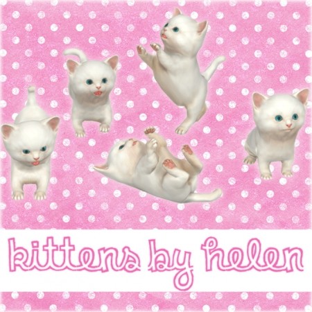 Kittens at Helen Sims