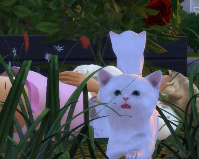 Sims 4 Kittens at Helen Sims