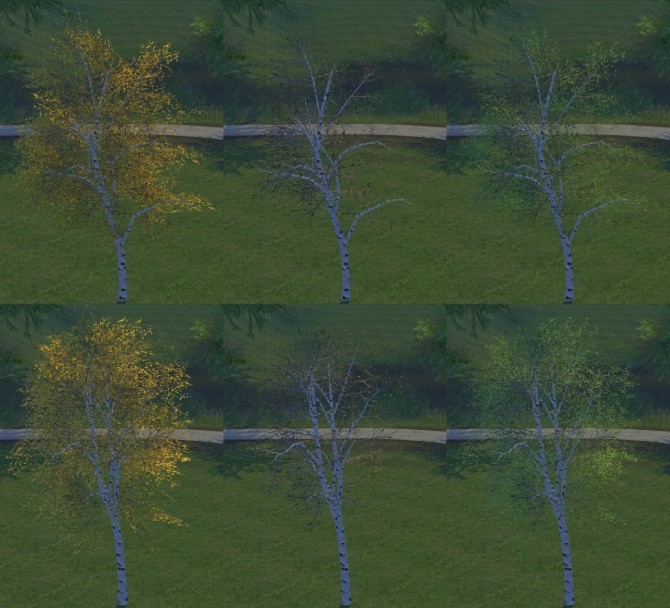 Sims 4 Birch trees two non default + one as default at Alf si