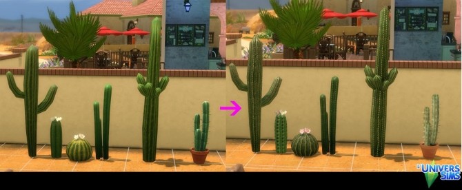 Sims 4 Cactus by Tigerone35 at L’UniverSims