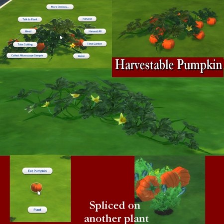 Harvestable Pumpkin Plant by Leniad at Mod The Sims