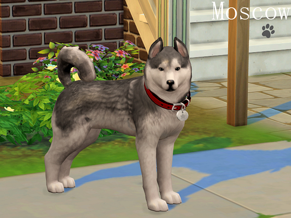 Sims 4 Moscow the Husky by Margeh 75 at TSR