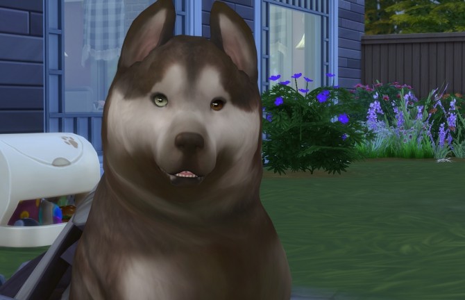 Sims 4 Default Whisper Eyes Cats & Dogs by kellyhb5 at Mod The Sims
