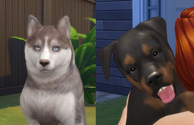 Sims 4 Real Eyes Cats & Dogs by kellyhb5 at Mod The Sims