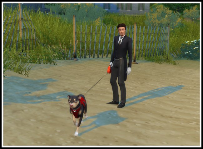 Sims 4 Ask to Go for a Walk & Bath (Dogs) at LittleMsSam
