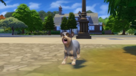 Australian Cattle Dog by Sterling_Archer at Mod The Sims