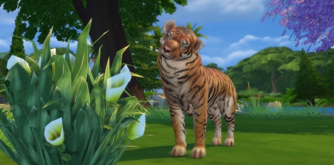 Sims 4 Tigers at Kalino