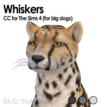 Whiskers for dogs and no whiskers for cats at Kalino