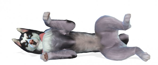Sims 4 Storm, playful Siberian Husky at EnchantingEssence