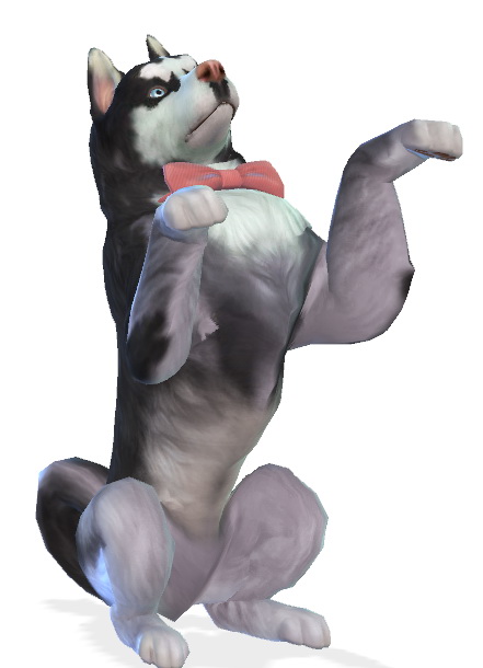 Sims 4 Storm, playful Siberian Husky at EnchantingEssence