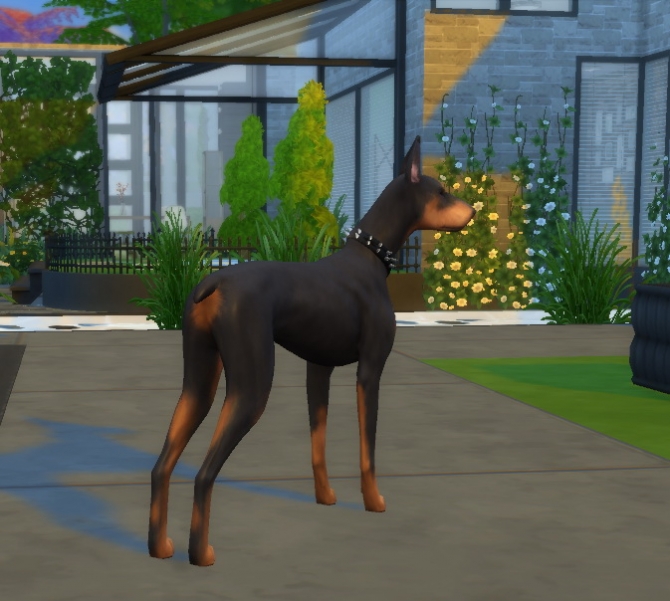 Bruno and Nikki the Dobermans at EnchantingEssence » Sims 4 Updates