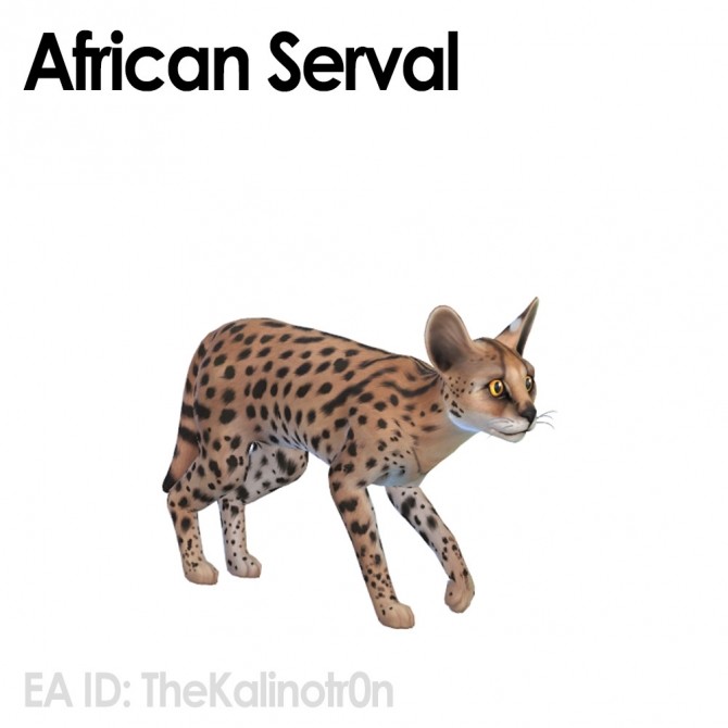 Sims 4 African serval, silver fox, grizzly bear and otter at Kalino