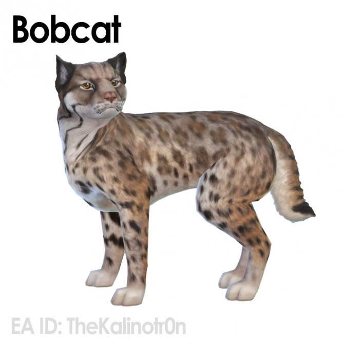 Sims 4 Bobcat, sabertooth, lynx and sloth at Kalino