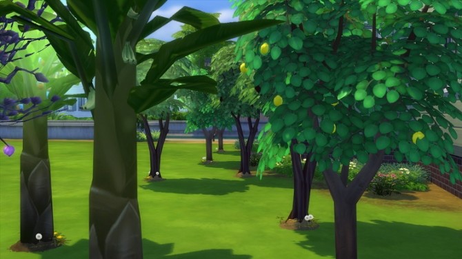 Sims 4 No watering trees by moddymel at Mod The Sims