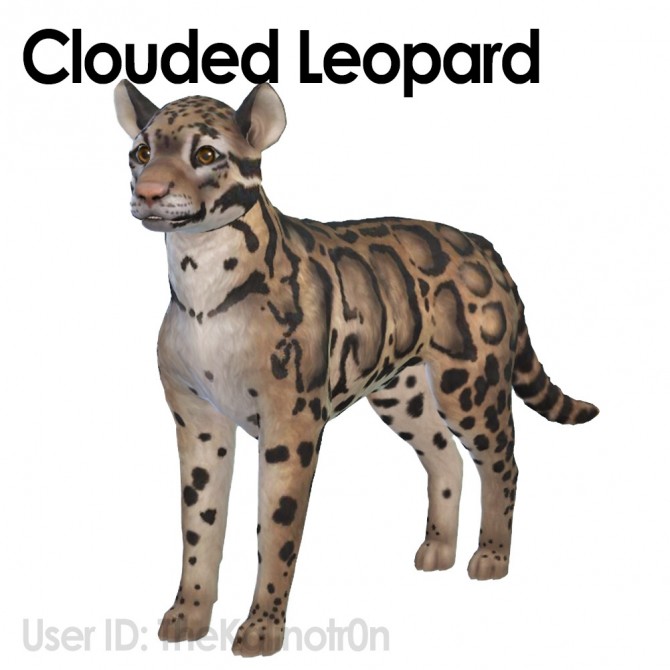 Sims 4 Clouded Leopard, Zebra, Boar and Guinea Pig at Kalino