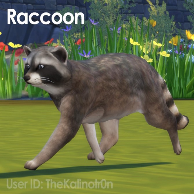 Sims 4 Young Lion, Calf, Skunk and Raccoon at Kalino