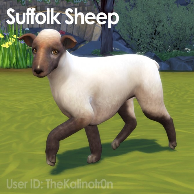 Sims 4 Llama, Suffolk Sheep, Sheep and Goat at Kalino
