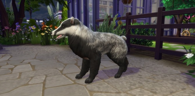 Sims 4 Panda, Badger and Desert Fox at Kalino