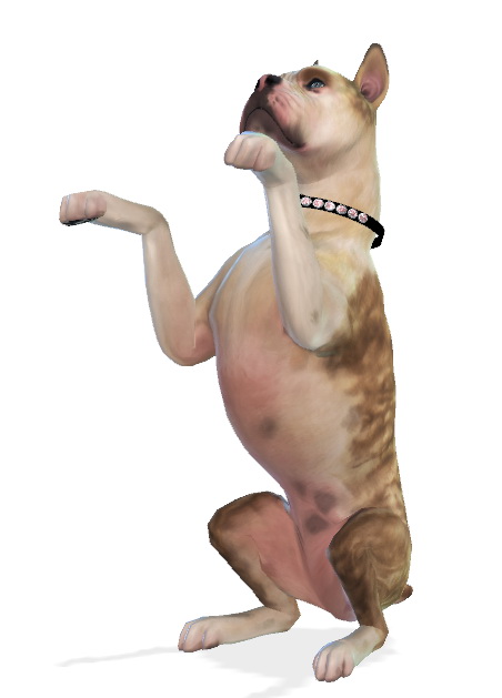 Sims 4 Mika the Boxer Dog at Enchanting Essence