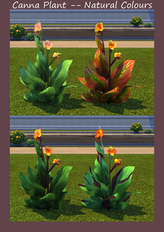 Sims 4 Canna Plant 20 Recolours by Simmiller at Mod The Sims