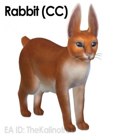 Rabbit and CC for your cats at Kalino