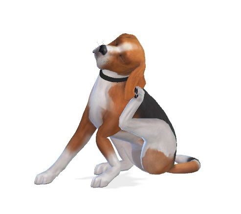 Sims 4 Jack the Beagle at Enchanting Essence