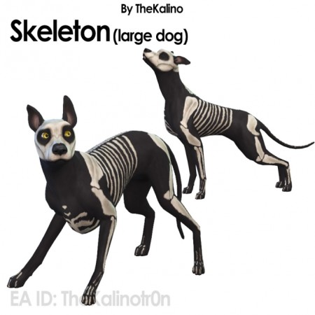 Skeleton (large dog) at Kalino