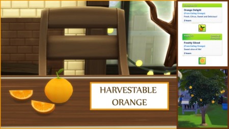 Harvestable Orange by icemunmun at Mod The Sims