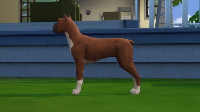 Sims 4 The Crittur Family   dogs by n8smom8496 at Mod The Sims