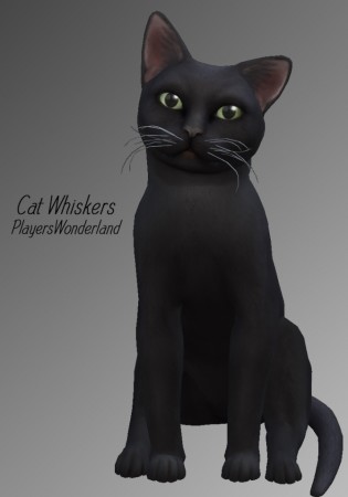 Cat whiskers at PW’s Creations