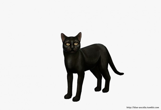 Sims 4 Bombay Cat Makeover at Blue Ancolia