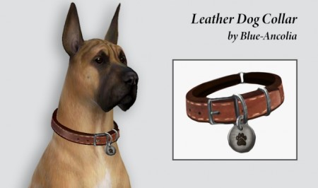 Leather dog collar at Blue Ancolia