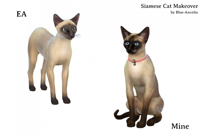 Sims 4 Siamese Cat Makeover at Blue Ancolia