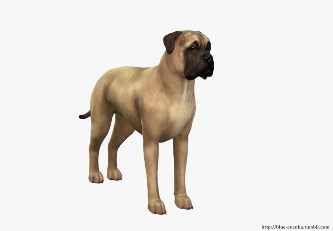 Sims 4 Bullmastiff Makeover at Blue Ancolia