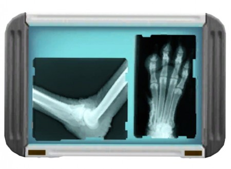 Realistic Dog X-Ray at Blue Ancolia