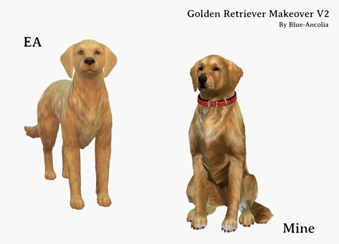 Sims 4 Golden Retriever Makeover V2 (dark golden coat) at Blue Ancolia