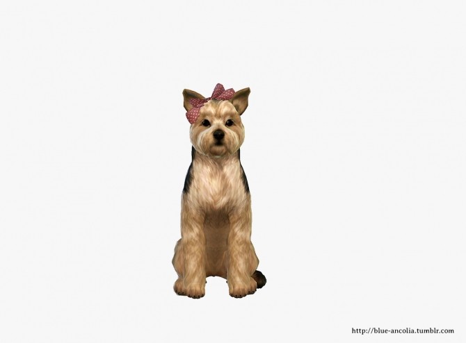Sims 4 Yorkshire Terrier Makeover at Blue Ancolia