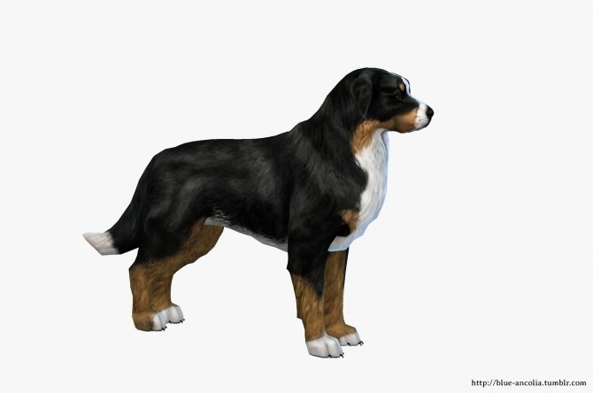 Sims 4 Bernese Mountain Dog Makeover at Blue Ancolia